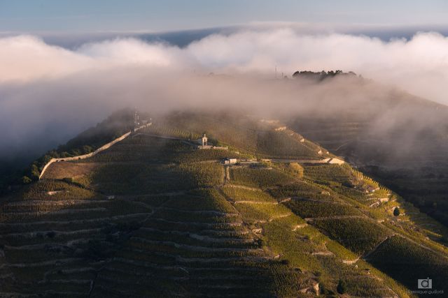 Coteaux de Tain l'Hermitage